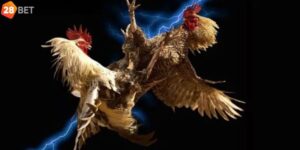 Đá Gà Đòn 28Bet - Hình Thức Chọi Gà Hấp Dẫn Không Bỏ Lỡ