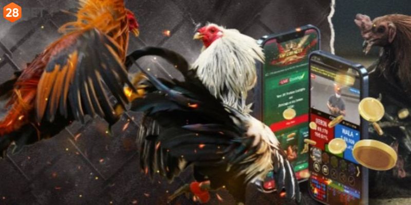 Lý do vì sao thành viên nên lựa chọn đá gà 28BET 