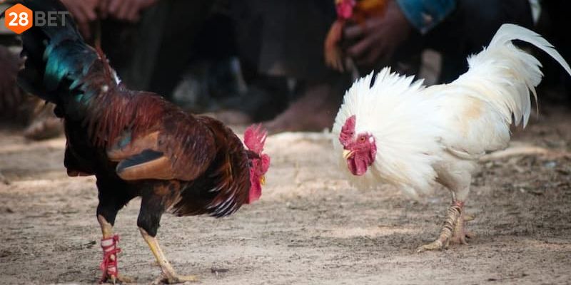 Những hình thức thi đấu thú vị tại giải đá gà Cup C1 