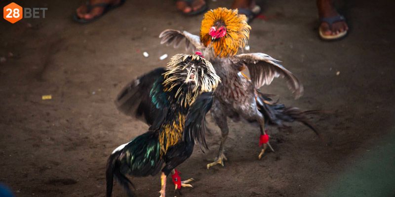 Tổng hợp trò chơi đình đám trong AOG 28BET Tổng hợp trò chơi đình đám trong AOG 28BET