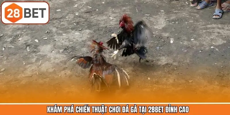 Bật mí các chiến thuật chơi đá gà trực tuyến giúp thắng lớn