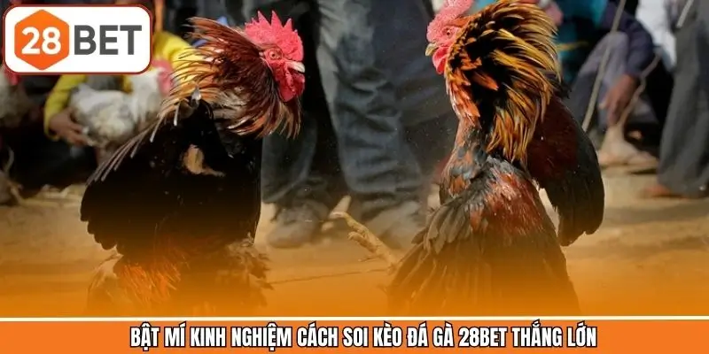 Bật mí kinh nghiệm cách soi kèo đá gà 28BET thắng lớn