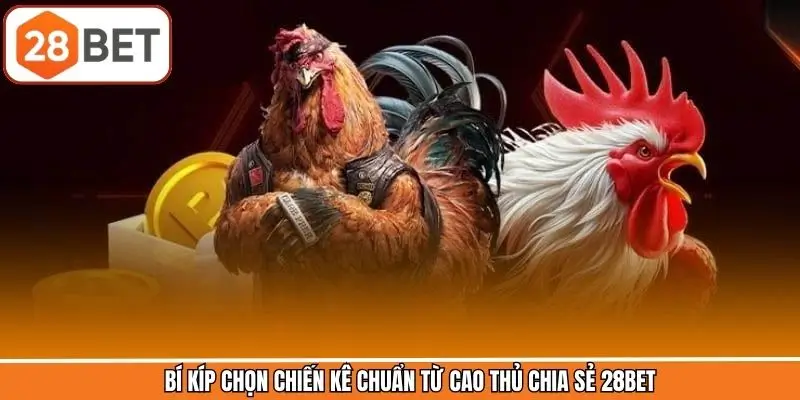 Bí kíp chọn chiến kê chuẩn từ cao thủ chia sẻ 28BET Bí kíp chọn chiến kê chuẩn từ cao thủ chia sẻ 28BET