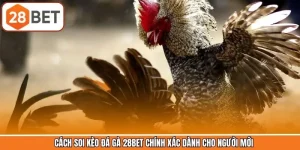 Cách Soi Kèo Đá Gà 28BET Chính Xác Dành Cho Người Mới
