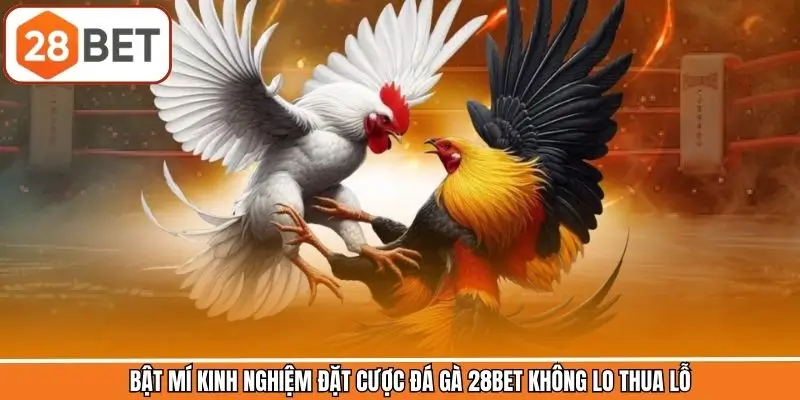 Hé lộ kinh nghiệm đặt cược chọi kê bất bại