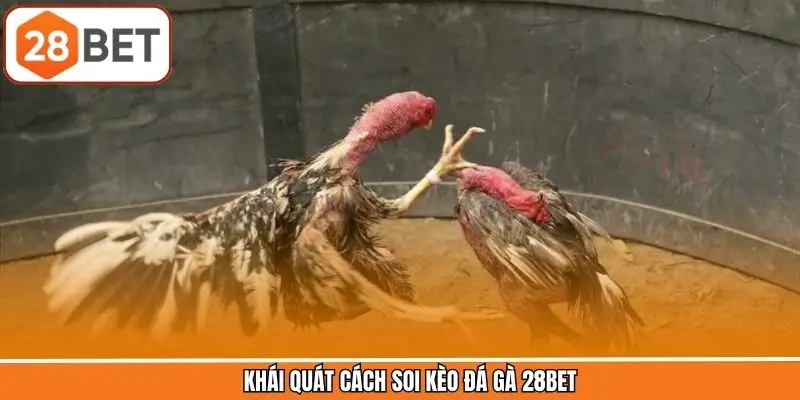 Khái quát cách soi kèo đá gà 28BET