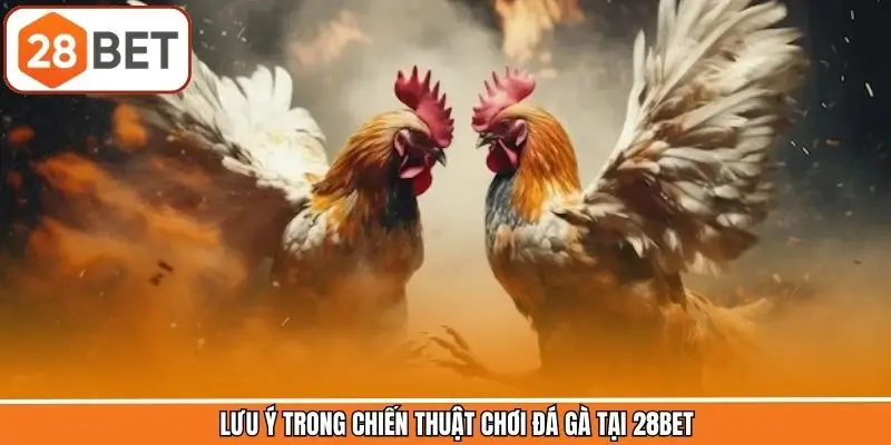 Lưu ý trong chiến thuật chơi đá gà tại 28BET