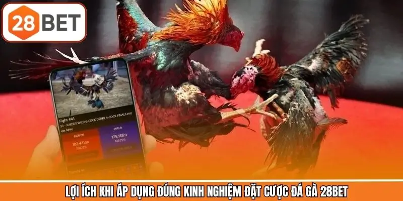 Lý do nên áp dụng kinh nghiệm đặt cược chọi gà