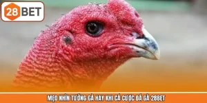 Mẹo Nhìn Tướng Gà Hay Khi Cá Cược Đá Gà 28BET