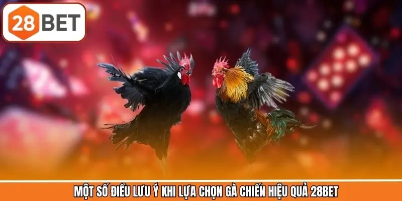 Một số điều lưu ý khi lựa chọn gà chiến hiệu quả 28BET Một số điều lưu ý khi lựa chọn gà chiến hiệu quả 28BET