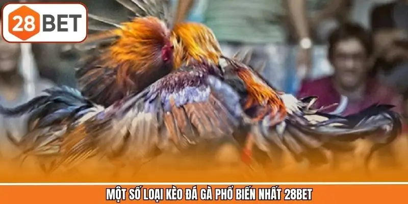 Một số loại kèo đá gà phổ biến nhất 28BET