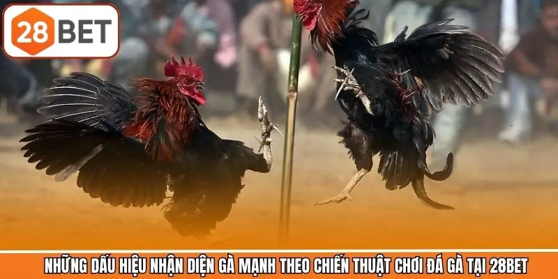 Những dấu hiệu nhận diện chiến kê mạnh