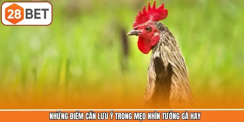 Những điểm cần lưu khi xem tướng gà đá