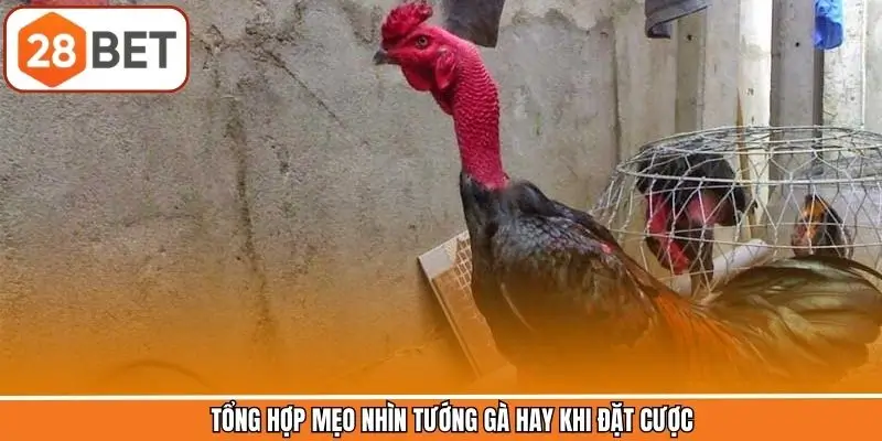 Phương pháp nhìn tướng gà hay khi đặt cược