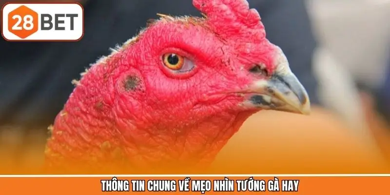 Thông tin chung về mẹo nhìn tướng gà hay