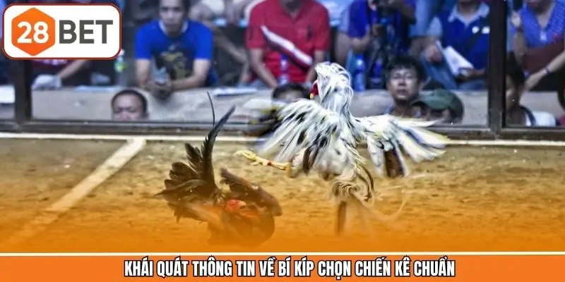 Tìm hiểu về cách chọn chiến kê Tìm hiểu về cách chọn chiến kê